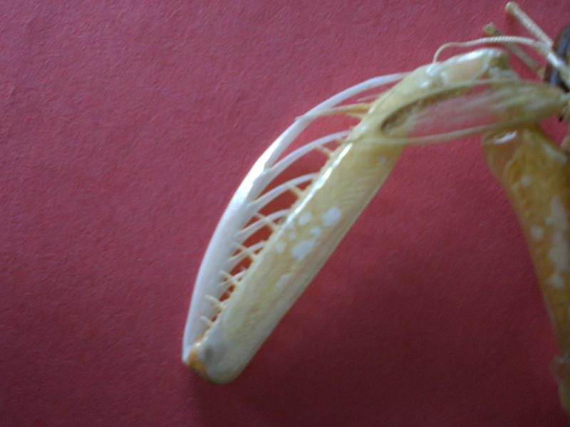 harpiosquilla harpax T.F.C.  mxp2 left.jpg